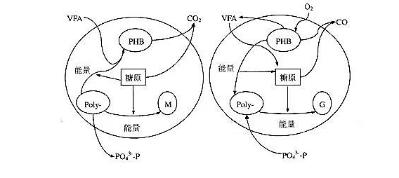 關(guān)于生物除磷的詳解！